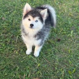 Birch - Gray and white male Pomsky puppy in Lewiston, Minnesota from Family Pomsky