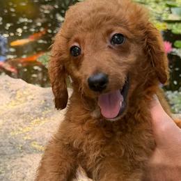 Max - Red  male Goldendoodle puppy in Centralia, Missouri from Oodles Of Doodles Mo.