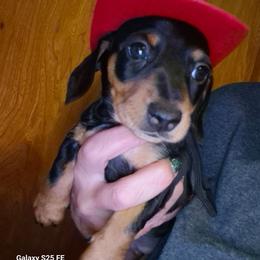 Molly - Black and tan female Dachshund puppy in Antlers, Oklahoma from MoMo's Dachshunds