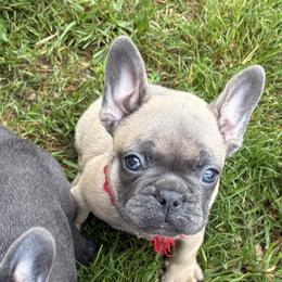 French Bulldogs from Small Town Frenchies