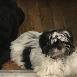 Shih Tzus from Shuwan's Shih Tzus