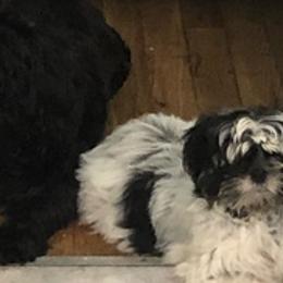 Shih Tzus from Shuwan's Shih Tzus