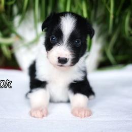 Junior - Black & white male Miniature American Shepherd puppy in Battle Ground, Washington from Casita Miniature American Shepherds