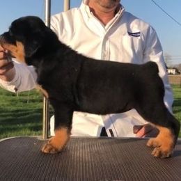 Rottweiler Puppies from Moonstone-D’Artagnan Farms