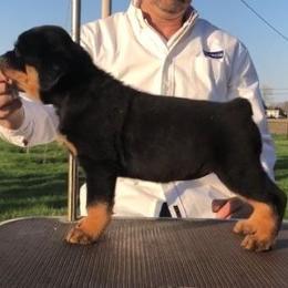 Rottweiler Puppies from Moonstone-D’Artagnan Farms
