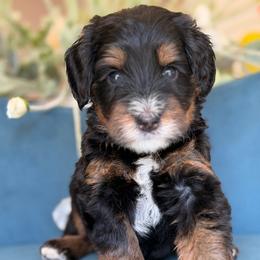 Lilo - Tri-color female Bernedoodle puppy in Yuciapa, California from AlltheDoodlez_