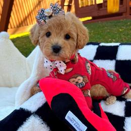 Dixie - Champagne female Maltipoo puppy in Sugar Land, Texas from Celebrity Maltipoos