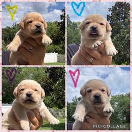 Light Blue Collar Female - Yellow female Labrador Retriever puppy in Kissimmee, Florida from SunState Labs