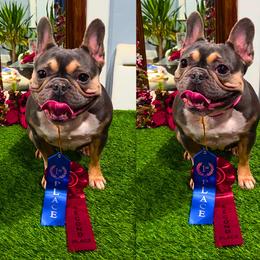 French Bulldogs from MarvelousFrenchies