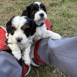 Theo - Tri-color male Cavapoo puppy in Buda, Texas from Haus of Doodles