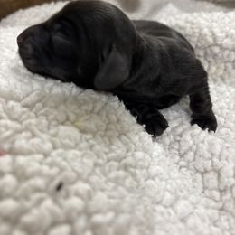 Stella - Black female Dachshund puppy in Tomball, Texas from Gutierrez House of Doxies