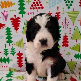 Diamond - Tri-color female Bernedoodle puppy in Arabi, Georgia from Huckadoodle Farm