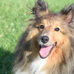 Sera - Shetland Sheepdog