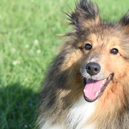 Sera - Shetland Sheepdog