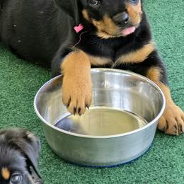 Border Collie and Rottweiler Puppies from K&R RANCH KENNELS
