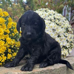 Ruby - Black female Labradoodle puppy in English, Indiana from Doodle Darlings