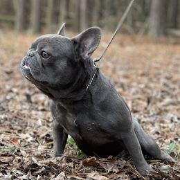 Bentley - French Bulldog