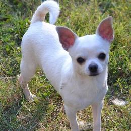 Roger - Chihuahua