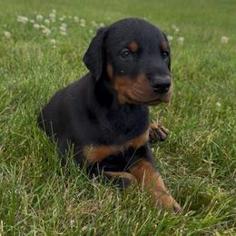 Nova - Black and rust female Doberman Pinscher puppy in Peru, Indiana from De luxe dobermans