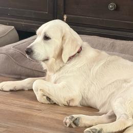 Golden Retriever puppies from Golden Care Golden Retrievers