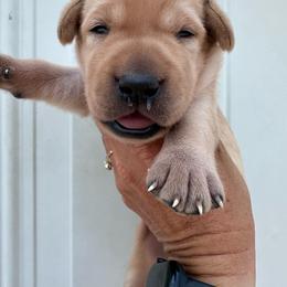 Red - Yellow male Labrador Retriever puppy in Newton Grove, North Carolina from Wayalife Labradors & Gsp’s