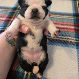 Girl 2 - Brindle female Pug puppy in Auburn, Kentucky from Prentice Family Pugs, Bugs & Corgis