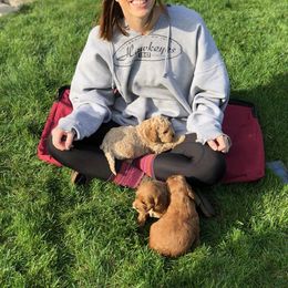 Cockapoo Puppies from Maple’s Cockapoo Puppies