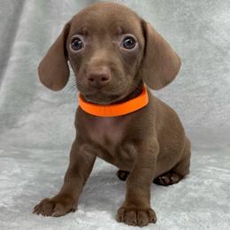 Female 3 - Chocolate female Dachshund puppy in Birmingham, Alabama from LongBottomDachshunds