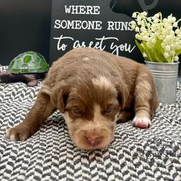 Merble - Red merle male Australian Shepherd puppy in Thornton, Colorado from 303 Aussies