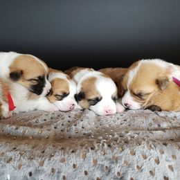 Pembroke Welsh Corgi Puppies from Raccoon Creek Corgis