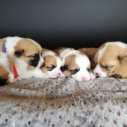Pembroke Welsh Corgi Puppies from Raccoon Creek Corgis