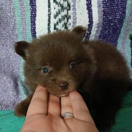 Merida - Chocolate female Pomeranian puppy in Ada, Oklahoma from Once Upon A Fluff