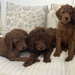 Poodle Puppies from Orange Grounds Poodles