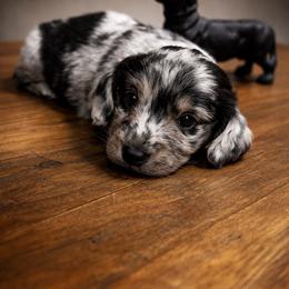 AKC Theodore - Dapple male Dachshund puppy in White Cloud, Michigan from West Michigan Dachshund