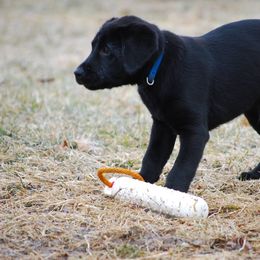 Labrador Retriever Puppies from Patricia Jordan's Labrador Retrievers
