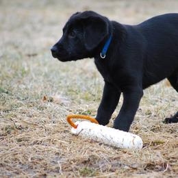 Labrador Retriever Puppies from Patricia Jordan's Labrador Retrievers