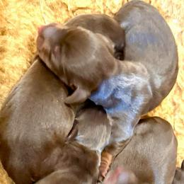 HERSHEY - Chocolate and tan male Dachshund puppy in Vero Beach, Florida from Joseph’s Dachshunds