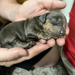 Dachshund Puppies from Dachshund Family Love Breeders