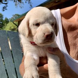 Labrador Retriever Puppies from The Sugar & Spice Ranch Labrador Retrievers