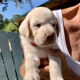Labrador Retriever Puppies from The Sugar & Spice Ranch Labrador Retrievers