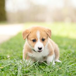 Green Collar- Montana - Red male Pembroke Welsh Corgi puppy in Waverly Hall, Georgia from 6g Ranch Corgis