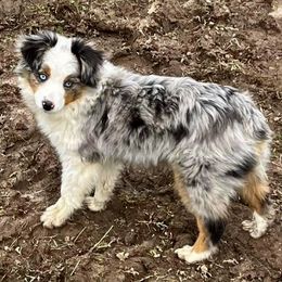 Buddy - Miniature Australian Shepherd