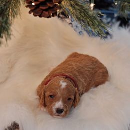 Goldendoodle Puppies from Redhead Doodle Co