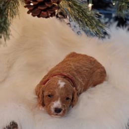 Goldendoodle Puppies from Redhead Doodle Co