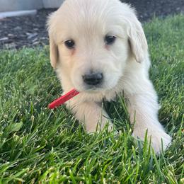 Rusty - Golden male Golden Retriever puppy in Blackfoot, Idaho from Ivy’s Goldens