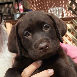 Labrador Retriever Puppies from Outlaws labradors