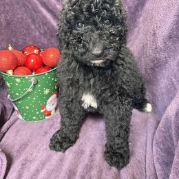 Dasher - Black and white female Cavapoo puppy in Austin, Texas from Doodles of Central Texas