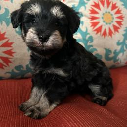 Male 1 - Black and silver male Miniature Schnauzer puppy in Lowell, North Carolina from Prestigious Schnuazers