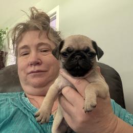 Wendy - Fawn female Pug puppy in Lexington, Alabama from Cook Grandy