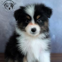 Tinsley - Black tri-color female Australian Shepherd puppy in Fultonville, New York from Sandy Aussies & Pomeranians